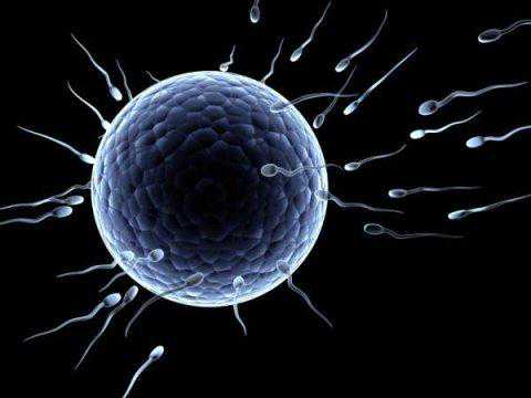 供卵多久可以移植 供卵宝宝是自己的骨肉吗 备孕需要知道：两个精子能同时进