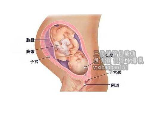 深圳助孕妈妈联系方式,男女备孕十大禁忌食物有哪些