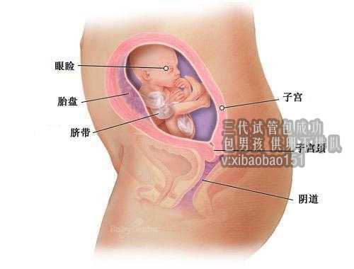 深圳助孕包成功流程,二胚胎形成的阶段